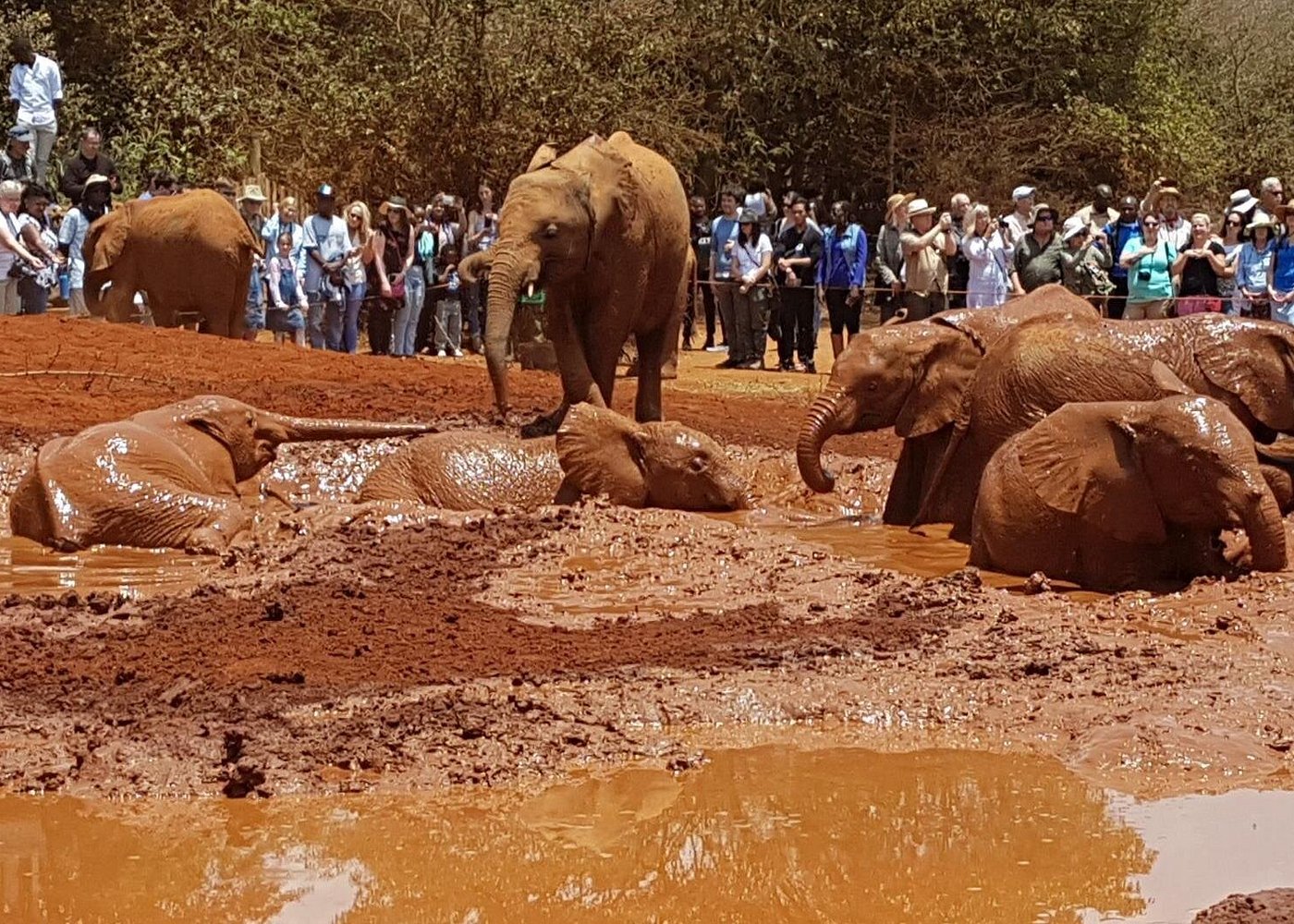 Kenya Safari